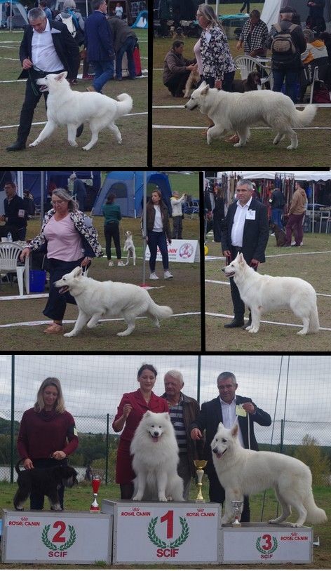 des fantômes de la nuit - Exposition canine nationale de MOISSON 2022 