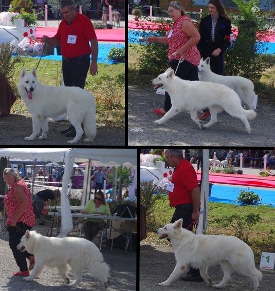 des fantômes de la nuit - Exposition canine nationale de SEGRE 2022