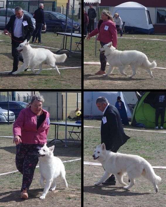 des fantômes de la nuit - Exposition canine internationale de COMPIEGNE  2022