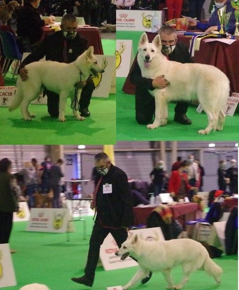 des fantômes de la nuit - Exposition canine internationale de Douai 2021