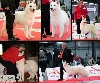  - Exposition canine nationale du MANS 2022 