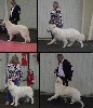  - Exposition canine nationale de ROUEN 2022