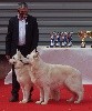  - EXPOSITION CANINE NATIONALE SEGRE 2020