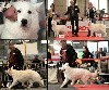  - Exposition canine internationale de POITIERS 2022