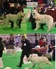  - Exposition canine internationale de Douai 2021
