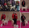  - Exposition canine internationale de BOURGES 2022