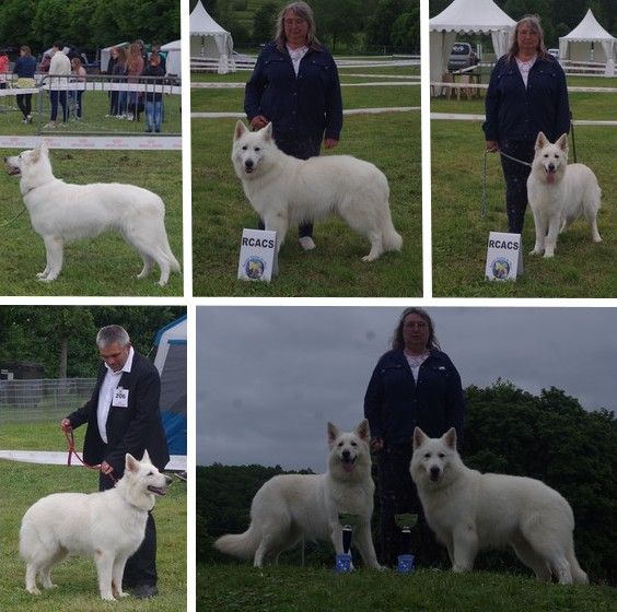 des fantômes de la nuit - Exposition canine nationale d'EVREUX 2022