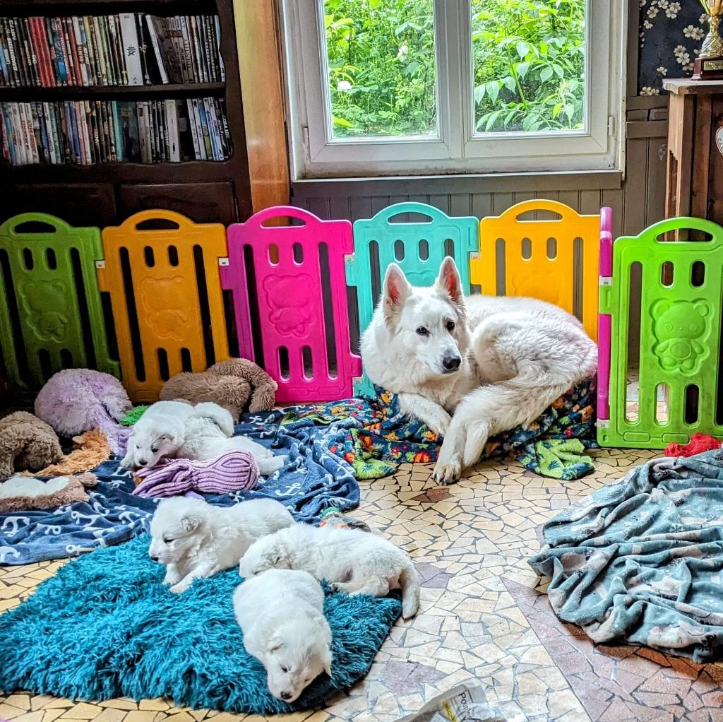 chiot Berger Blanc Suisse des fantômes de la nuit