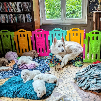 des fantômes de la nuit - Berger Blanc Suisse - Portée née le 02/05/2024