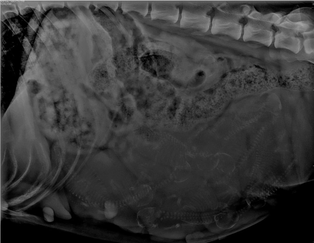 Radiographie de gestation de Nikhita-Fire du paradis boupi