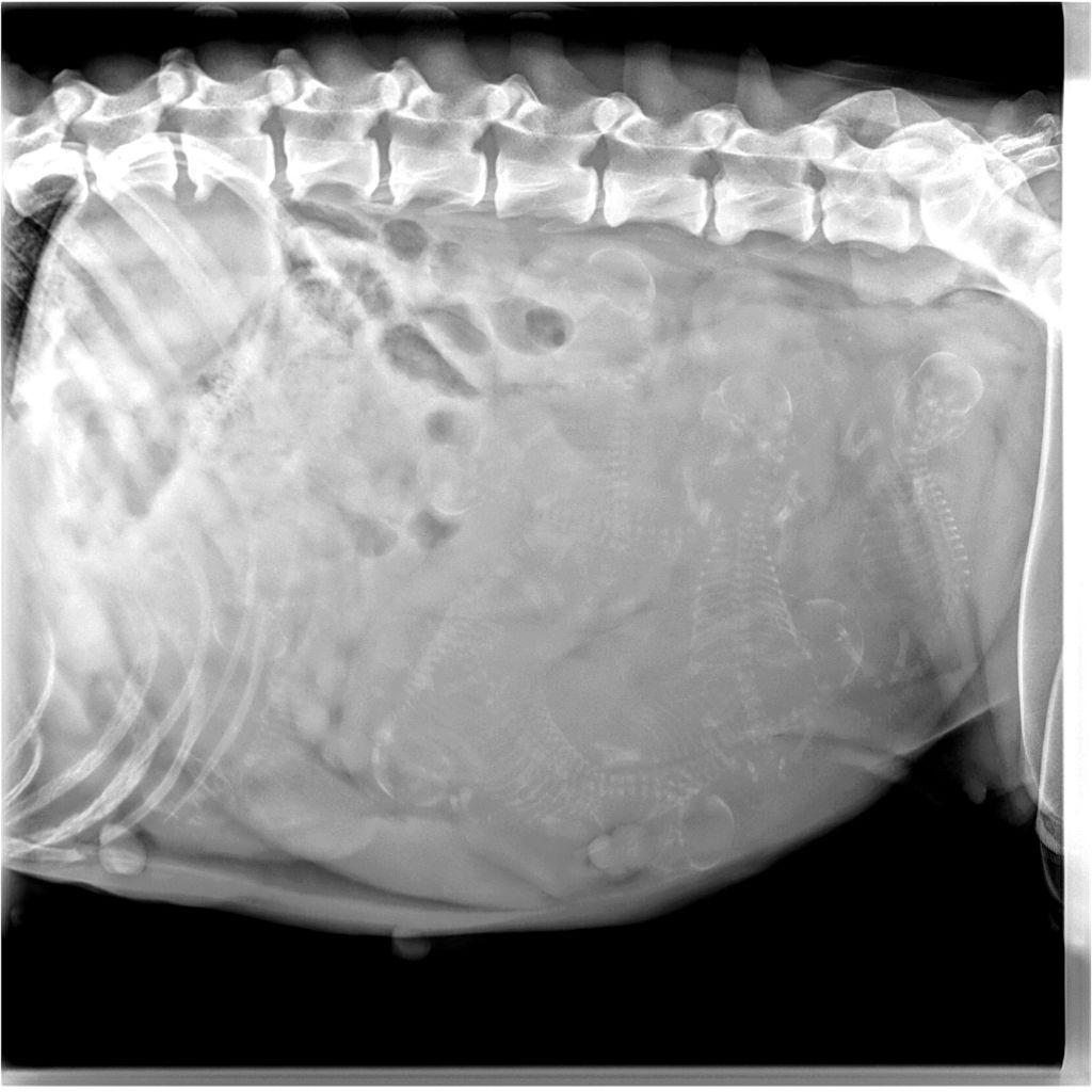 Radiographie de gestation de Nikhita-Fire du paradis boupi