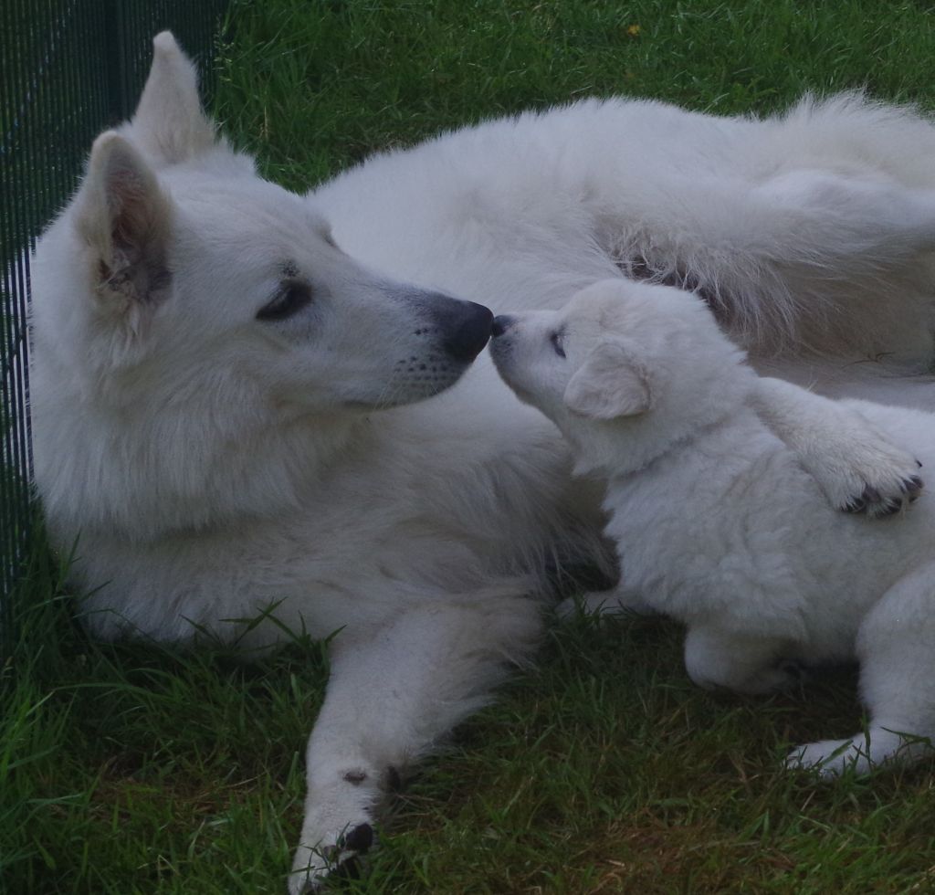 Chiots Ozalee et Surcouf-Spirit