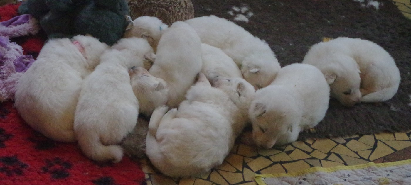 Chiots Nikhita-Fire du paradis boupi et Eymji Mojito - 2025