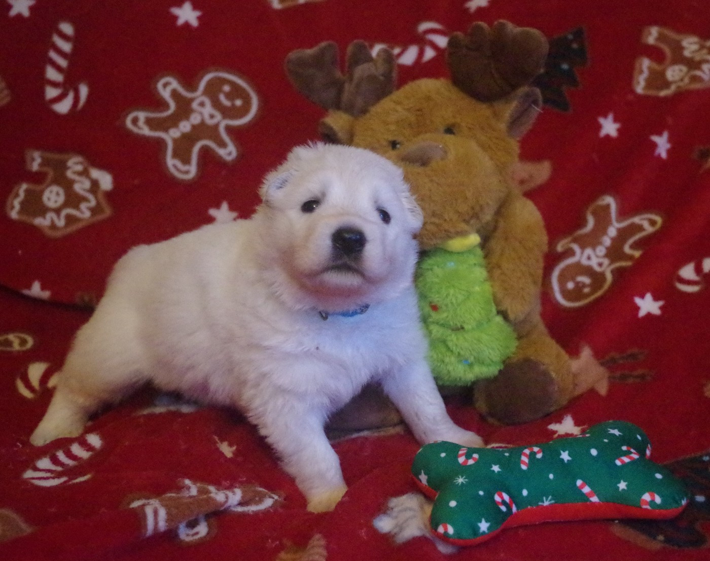 A.... DES FANTÔMES DE LA NUIT (collier bleu)