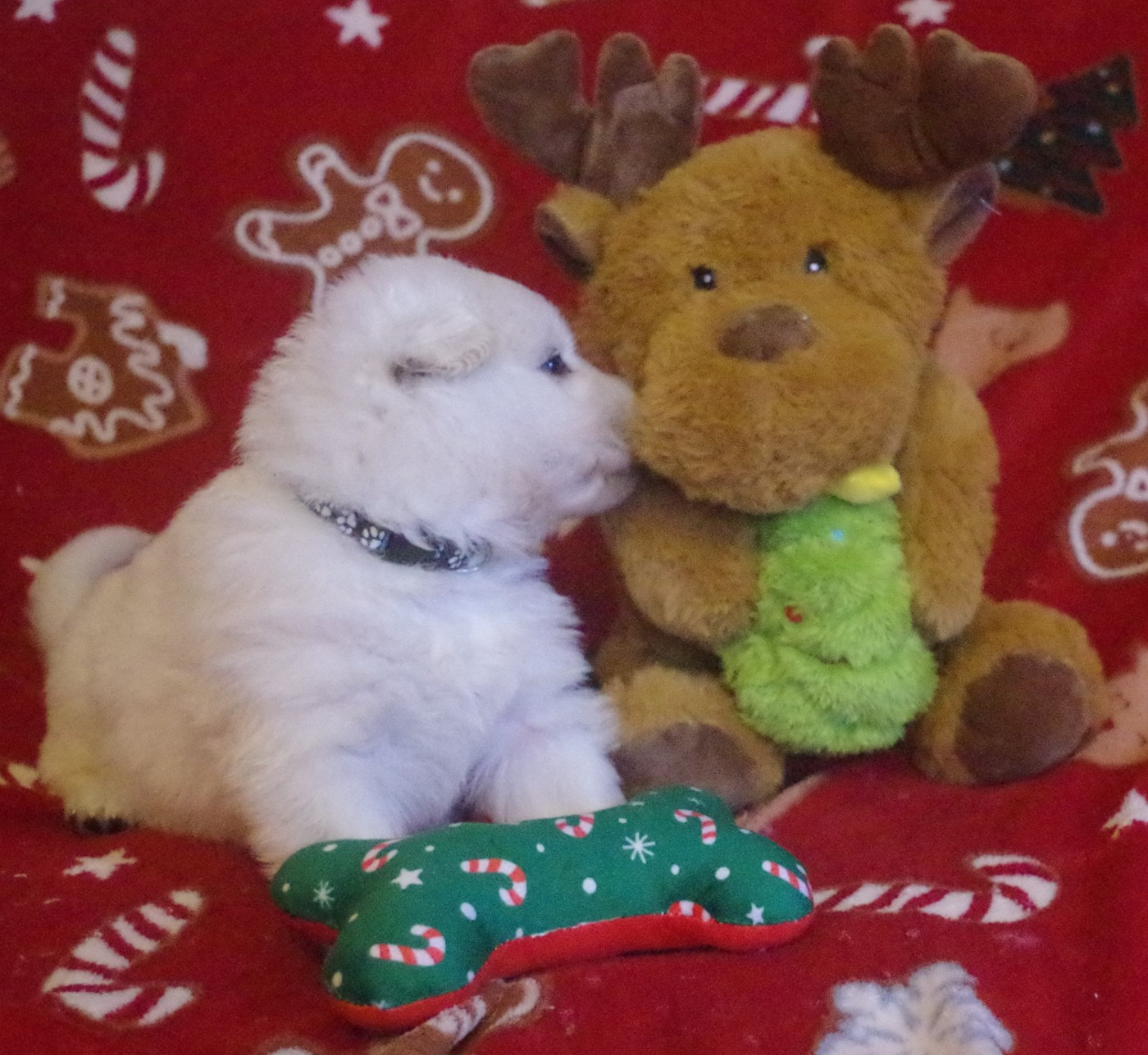 A.... DES FANTÔMES DE LA NUIT (collier noir)