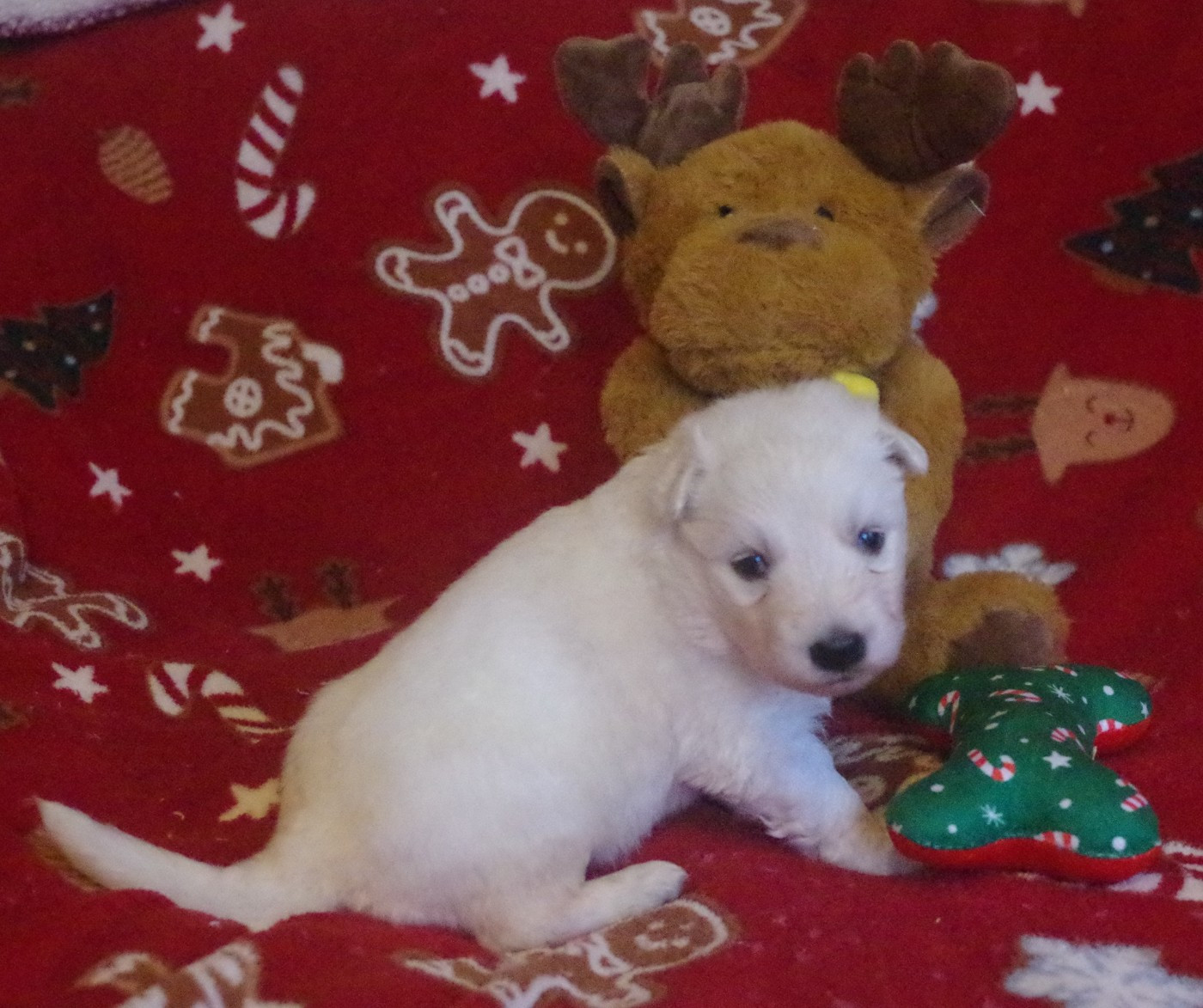 A.... DES FANTÔMES DE LA NUIT (collier rouge)