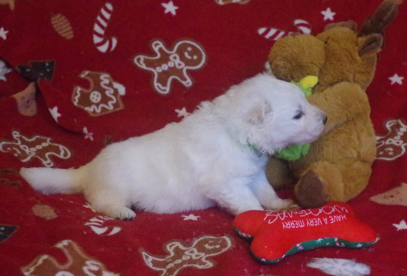 A.... DES FANTÔMES DE LA NUIT (collier vert)