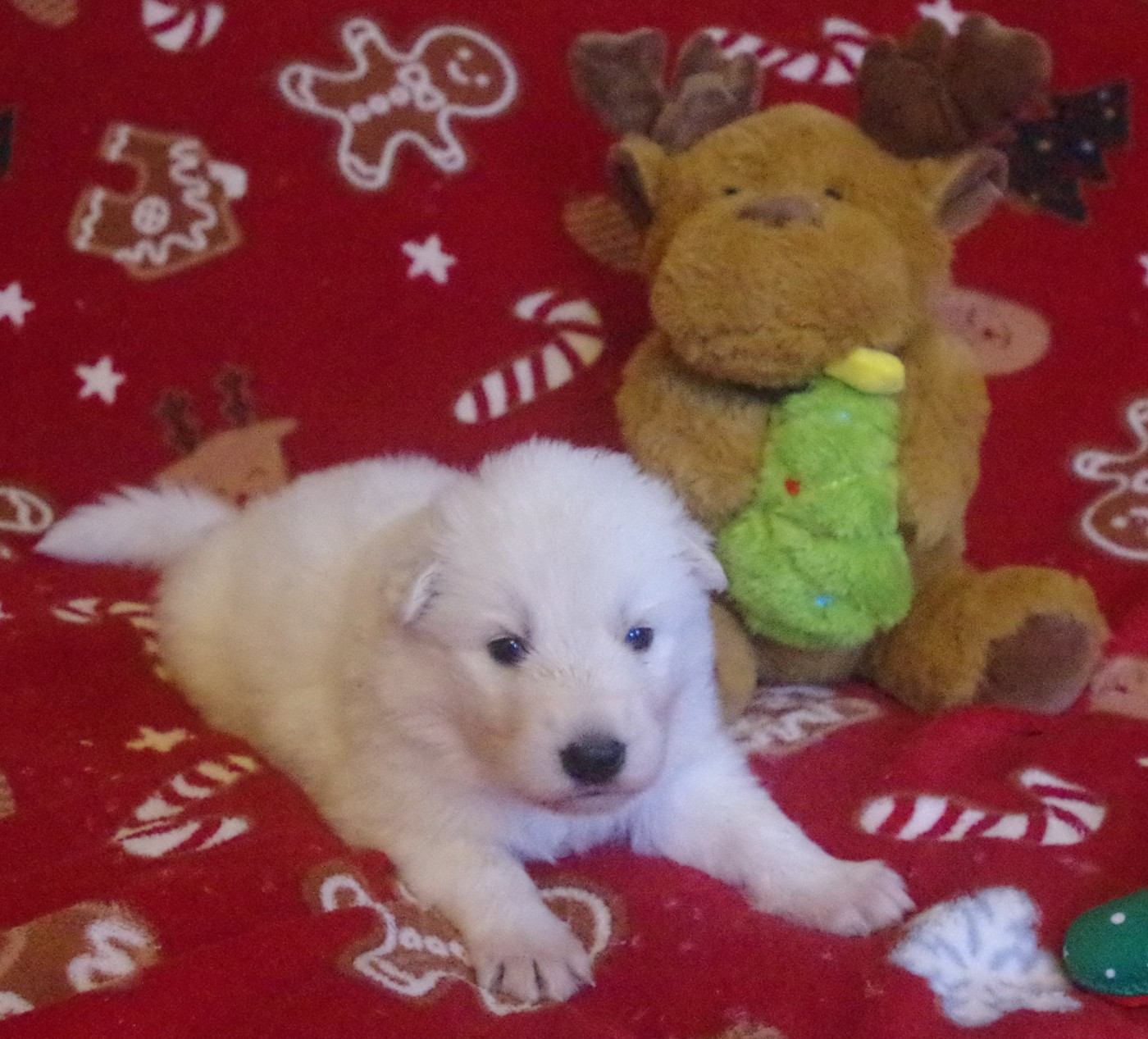 A.... DES FANTÔMES DE LA NUIT (collier orange)