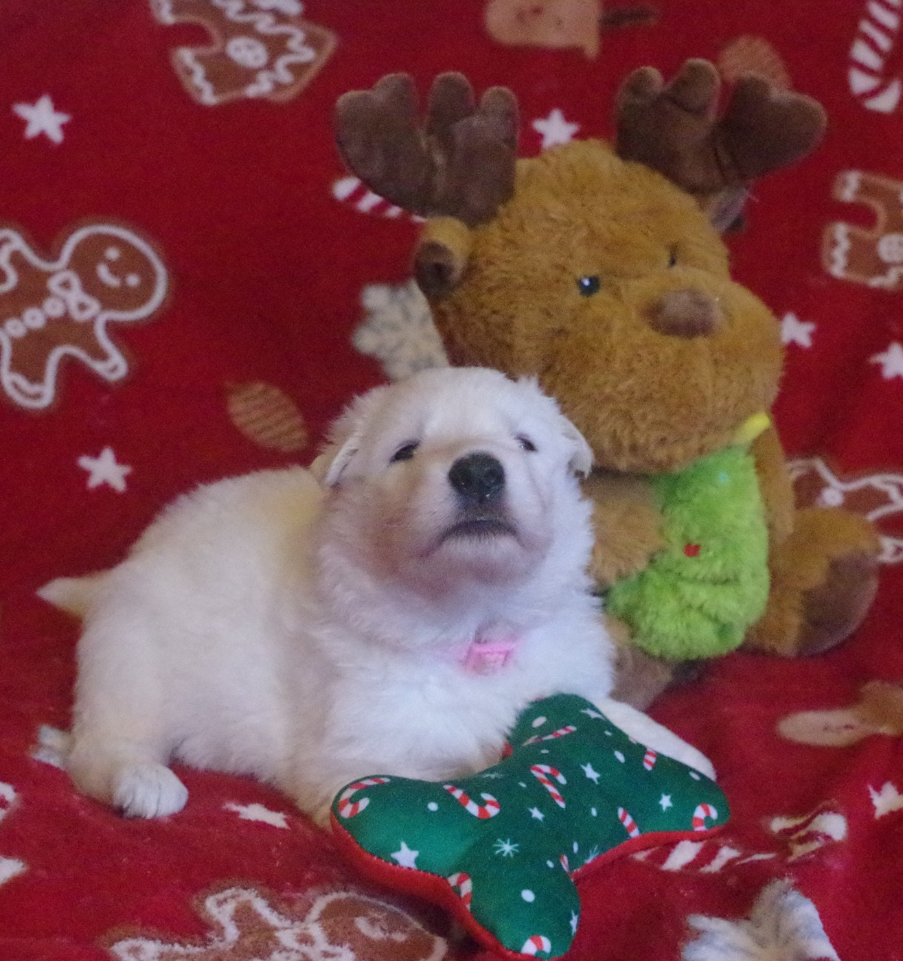 A.... DES FANTÔMES DE LA NUIT (collier rose)