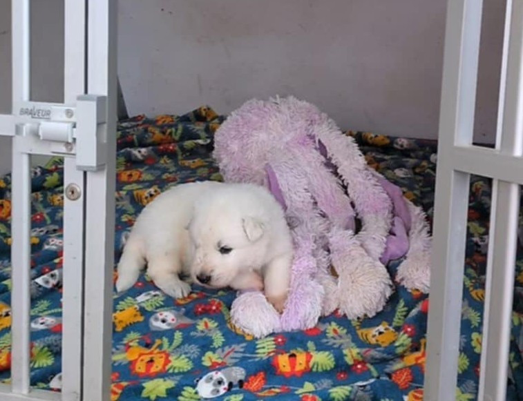 A.... DES FANTÔMES DE LA NUIT (collier violet)