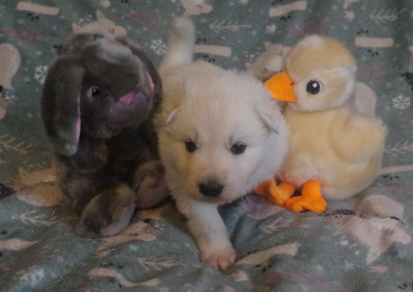 A.... DES FANTÔMES DE LA NUIT (collier bleu)