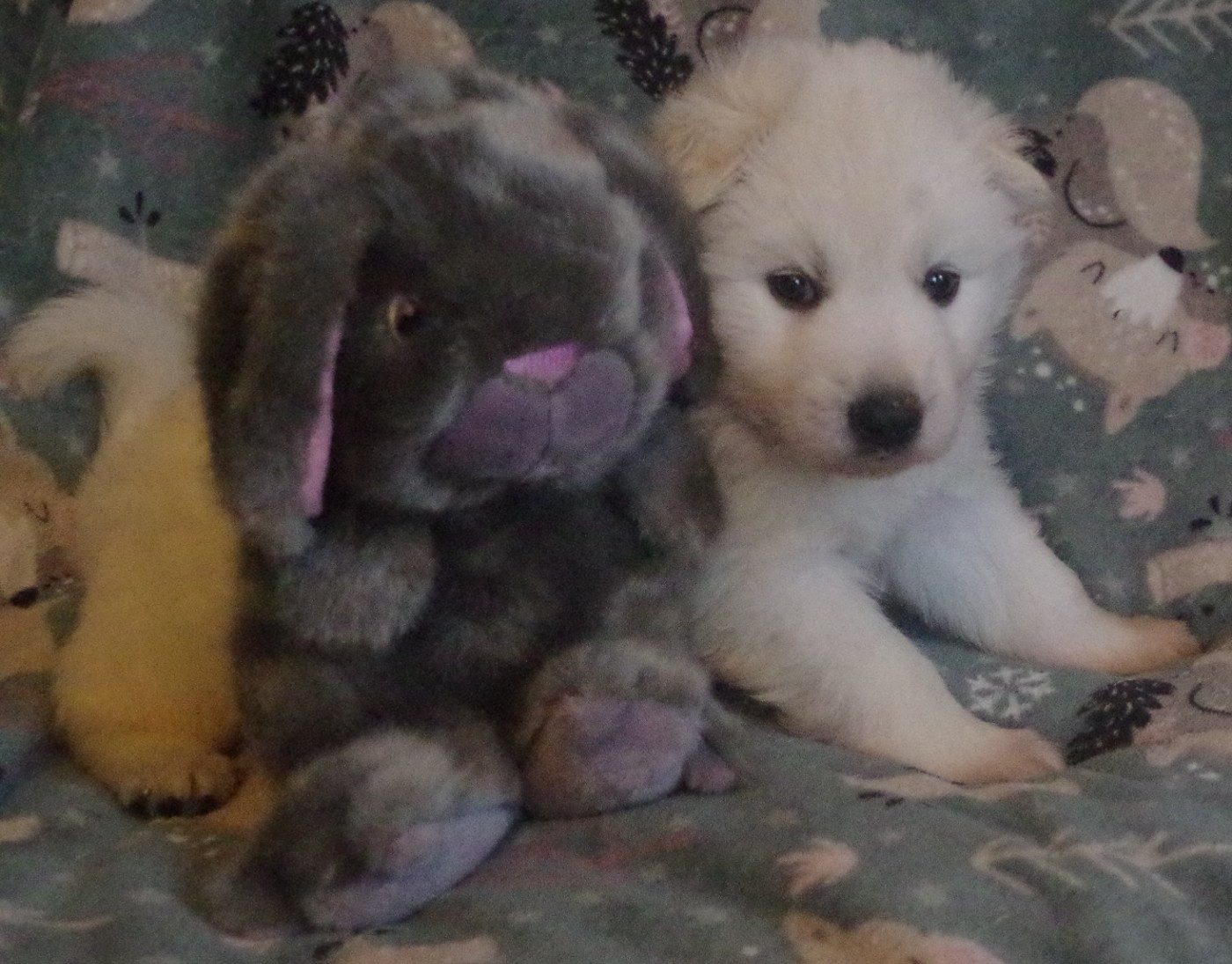 A.... DES FANTÔMES DE LA NUIT (collier noir)