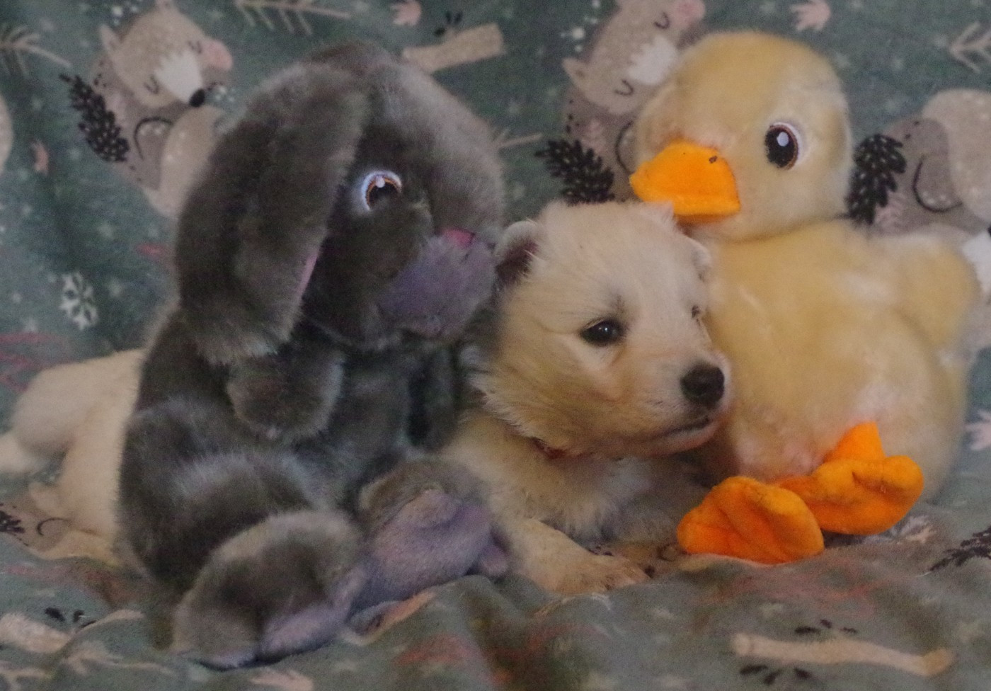 A.... DES FANTÔMES DE LA NUIT (collier rouge)