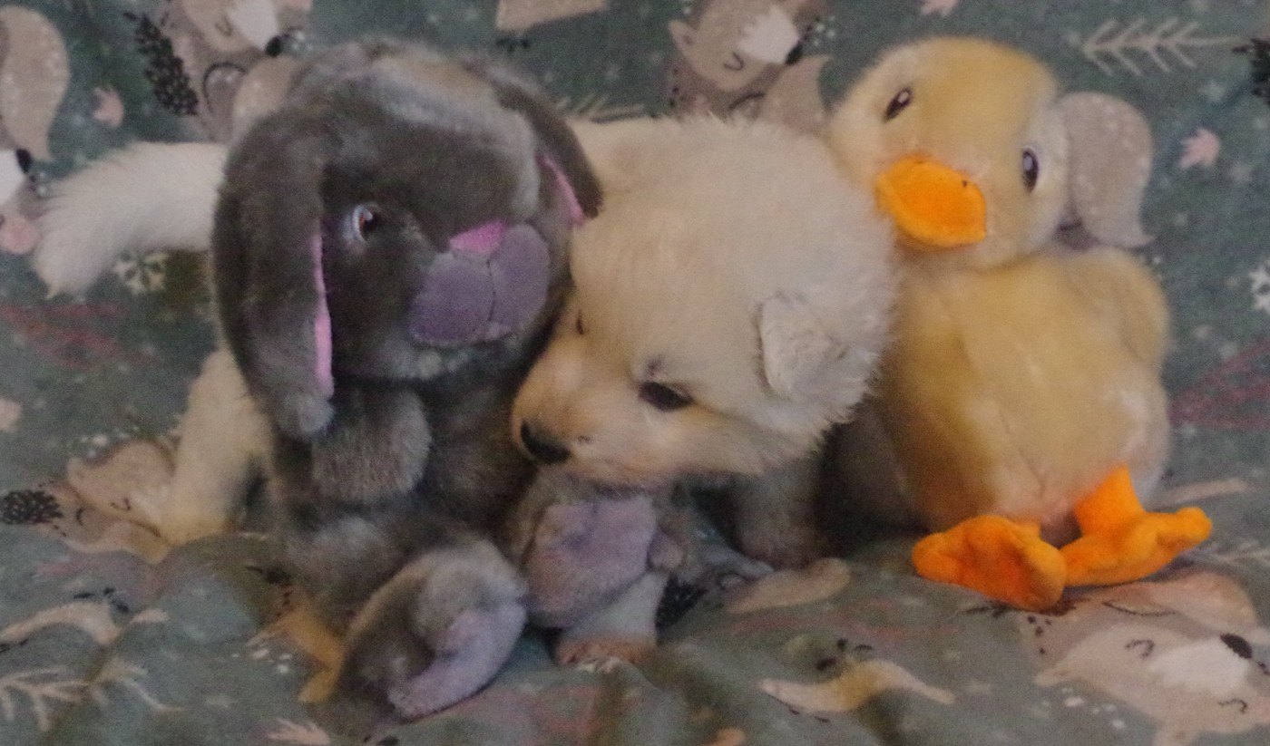 A.... DES FANTÔMES DE LA NUIT (collier vert)