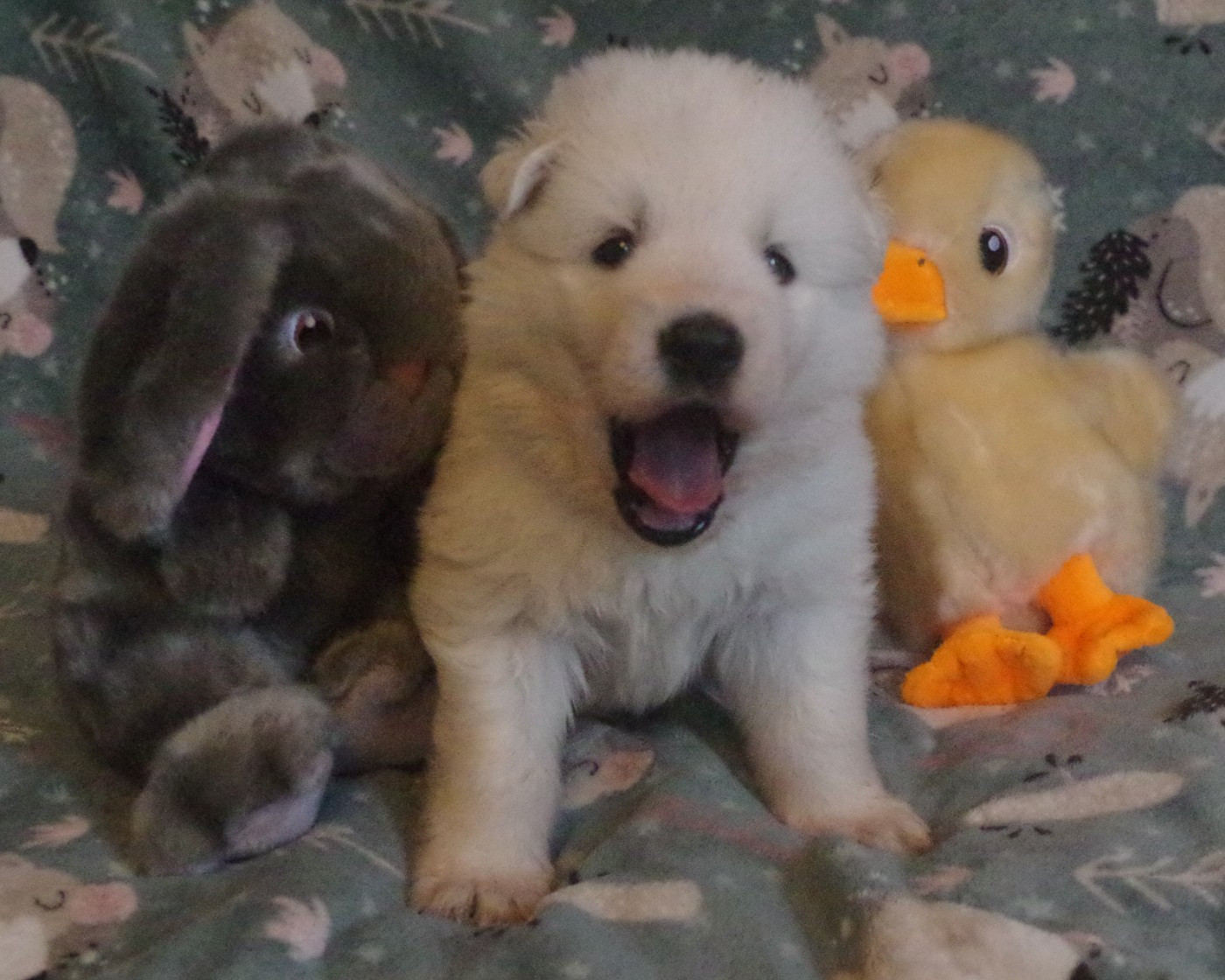 A.... DES FANTÔMES DE LA NUIT (collier violet)