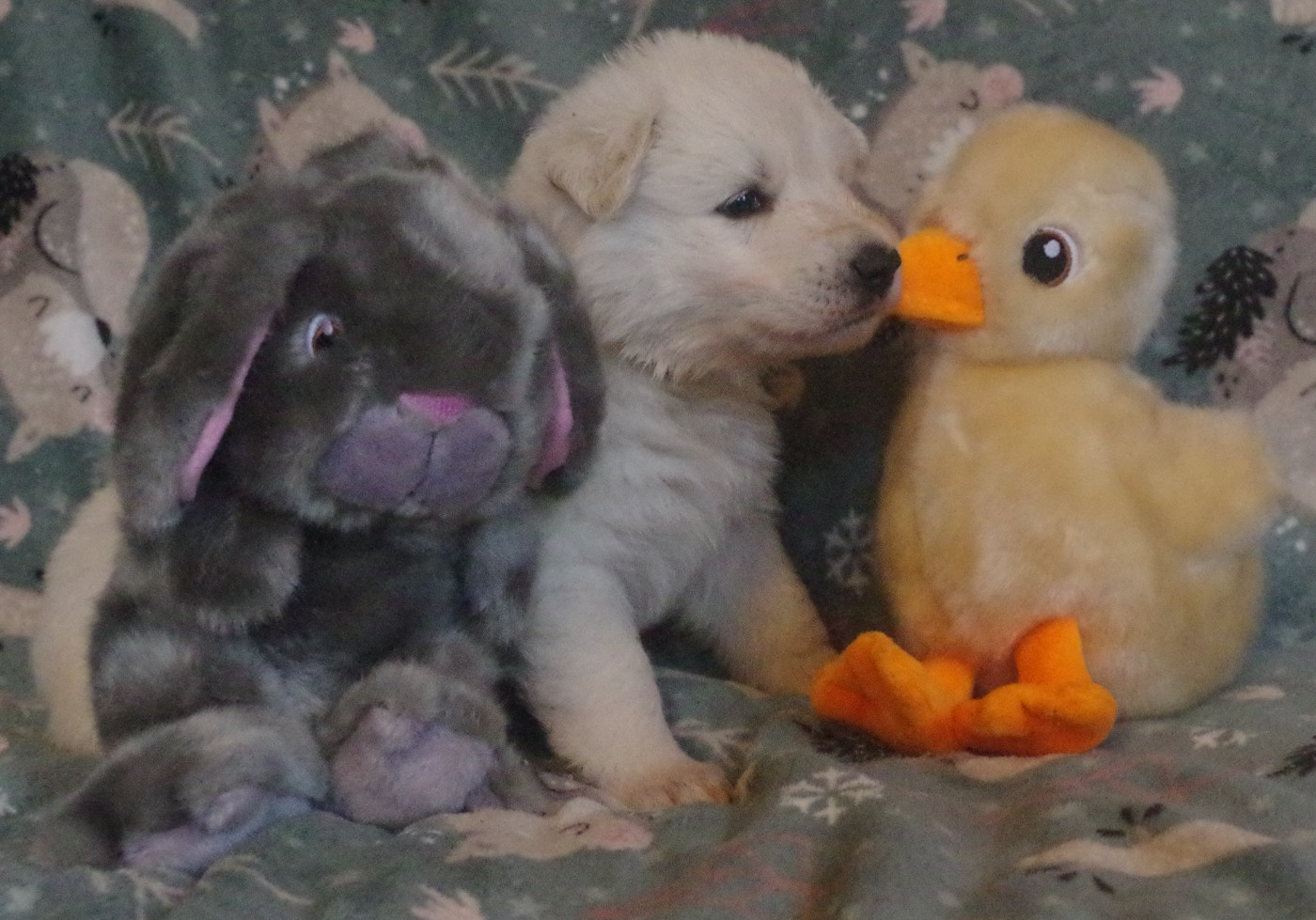 A.... DES FANTÔMES DE LA NUIT (collier jaune)