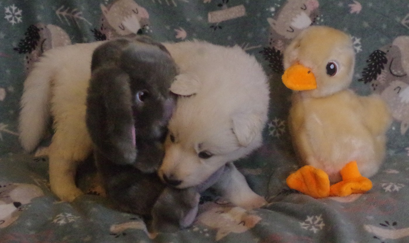 A.... DES FANTÔMES DE LA NUIT (collier rose)