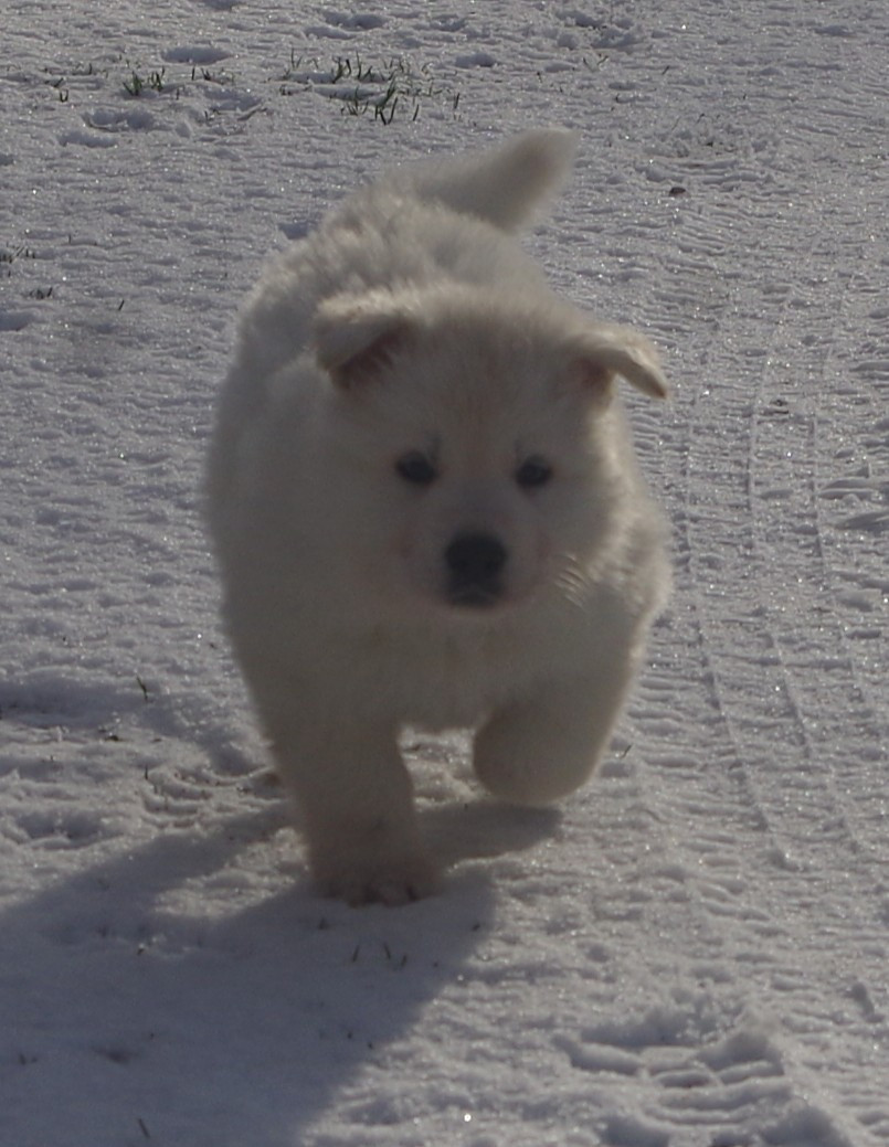 ALBA DES FANTÔMES DE LA NUIT (collier bleu)