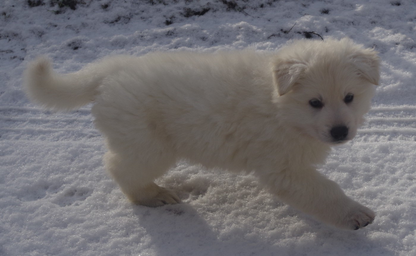 ASTRAL DES FANTÔMES DE LA NUIT (collier noir)