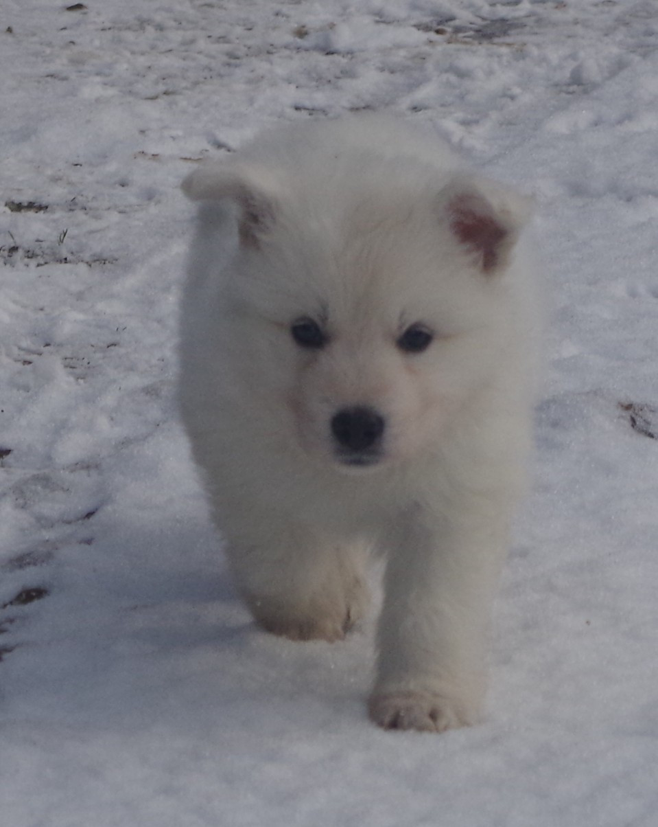 AÏKO DES FANTÔMES DE LA NUIT (collier rouge)