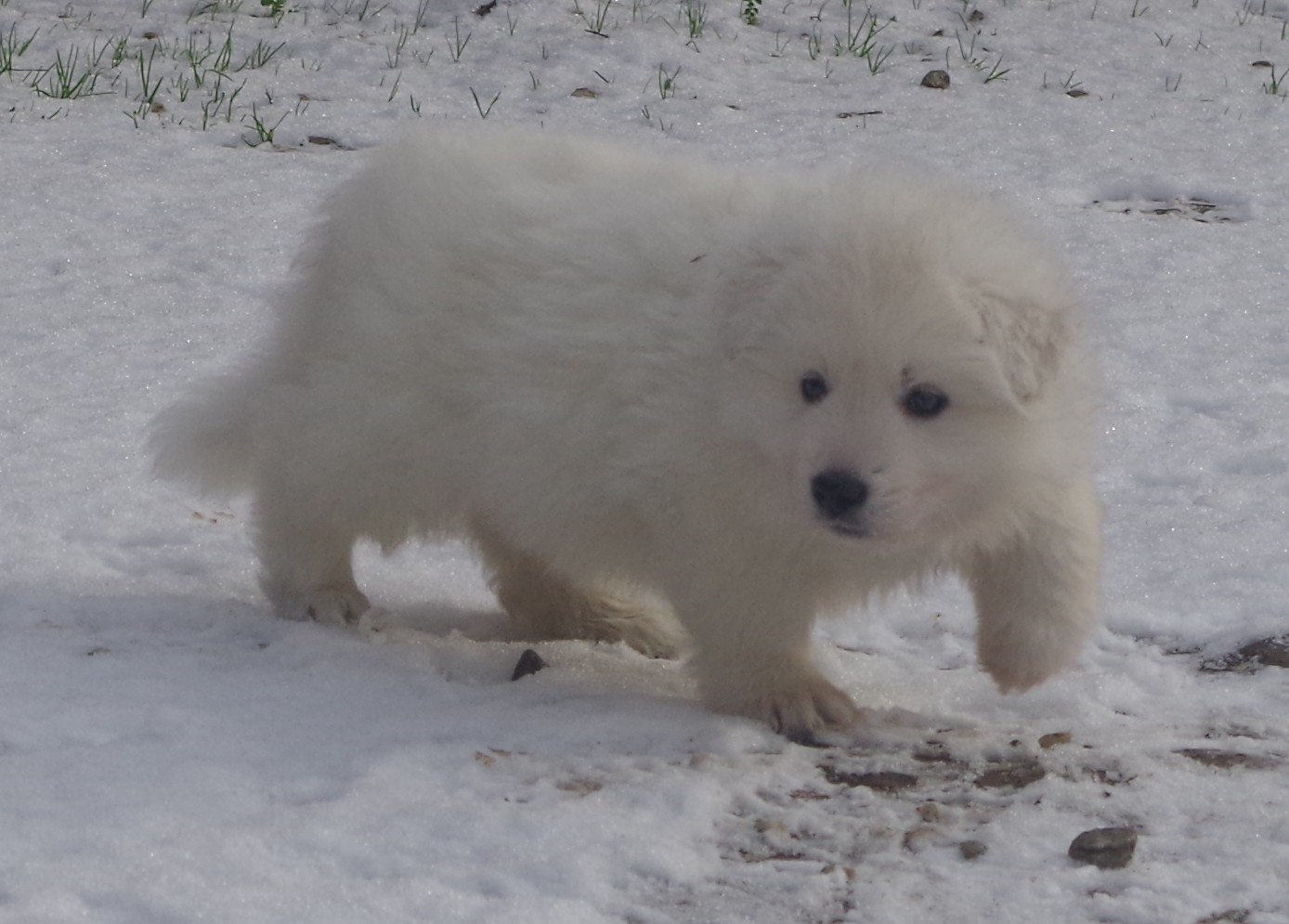AÏTO DES FANTÔMES DE LA NUIT (collier vert)