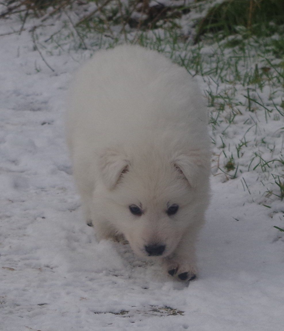 AYKO SHY DES FANTÔMES DE LA NUIT (collier violet)