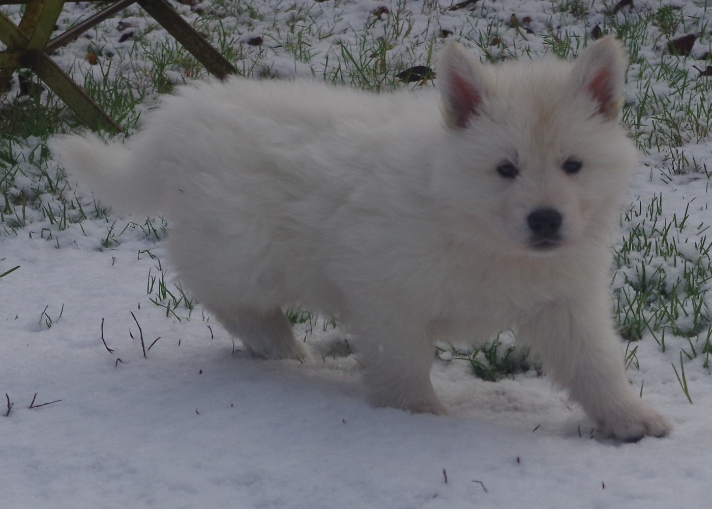 ABYSS DES FANTÔMES DE LA NUIT (collier orange)