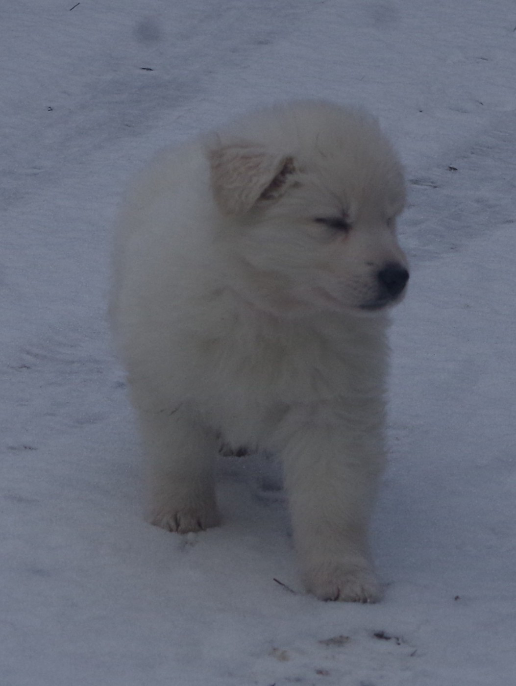 AMBER-MOON DES FANTÔMES DE LA NUIT (collier rose)