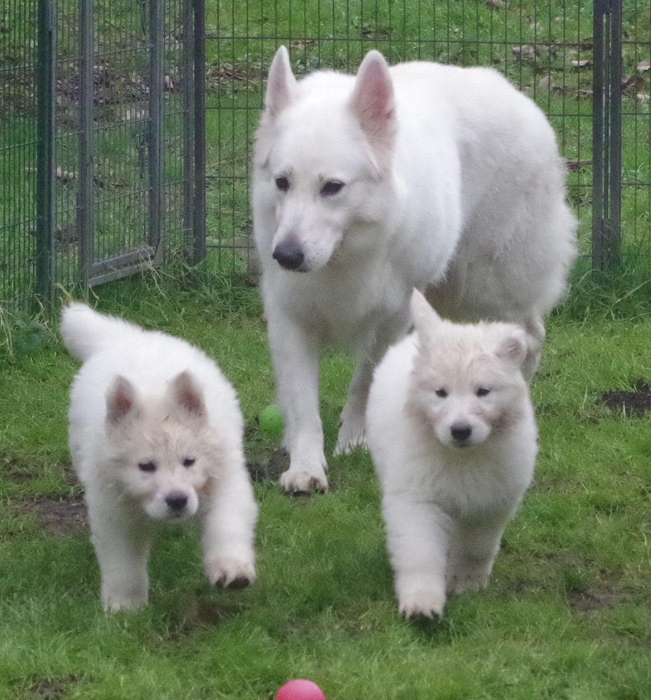 Chiots Nikhita-Fire du paradis boupi et Eymji Mojito - 2025