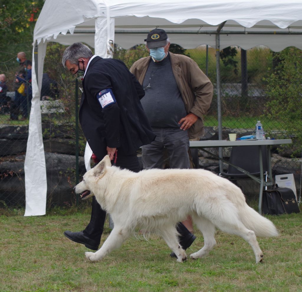 EXPOSITION CANINE NATIONALE SEGRE 2020