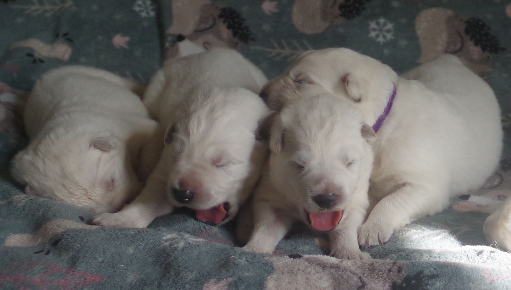 Chiots Ozalee et Surcouf-Spirit