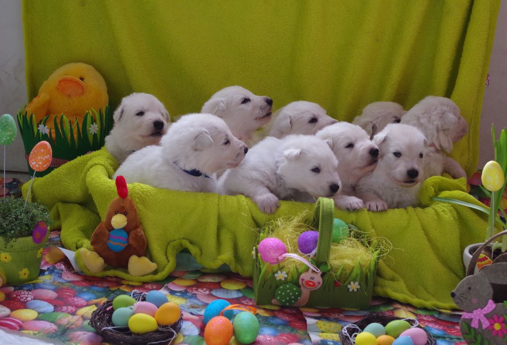 Chiot Berger Blanc Suisse des fantômes de la nuit