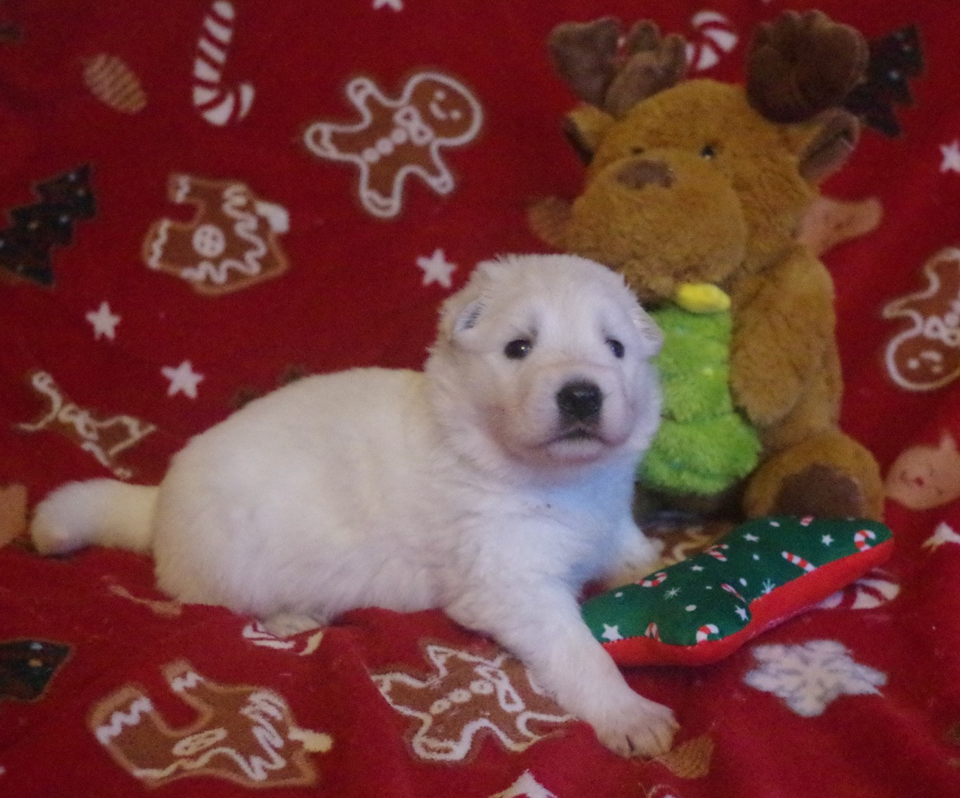 des fantômes de la nuit - Berger Blanc Suisse - Portée née le 22/11/2025