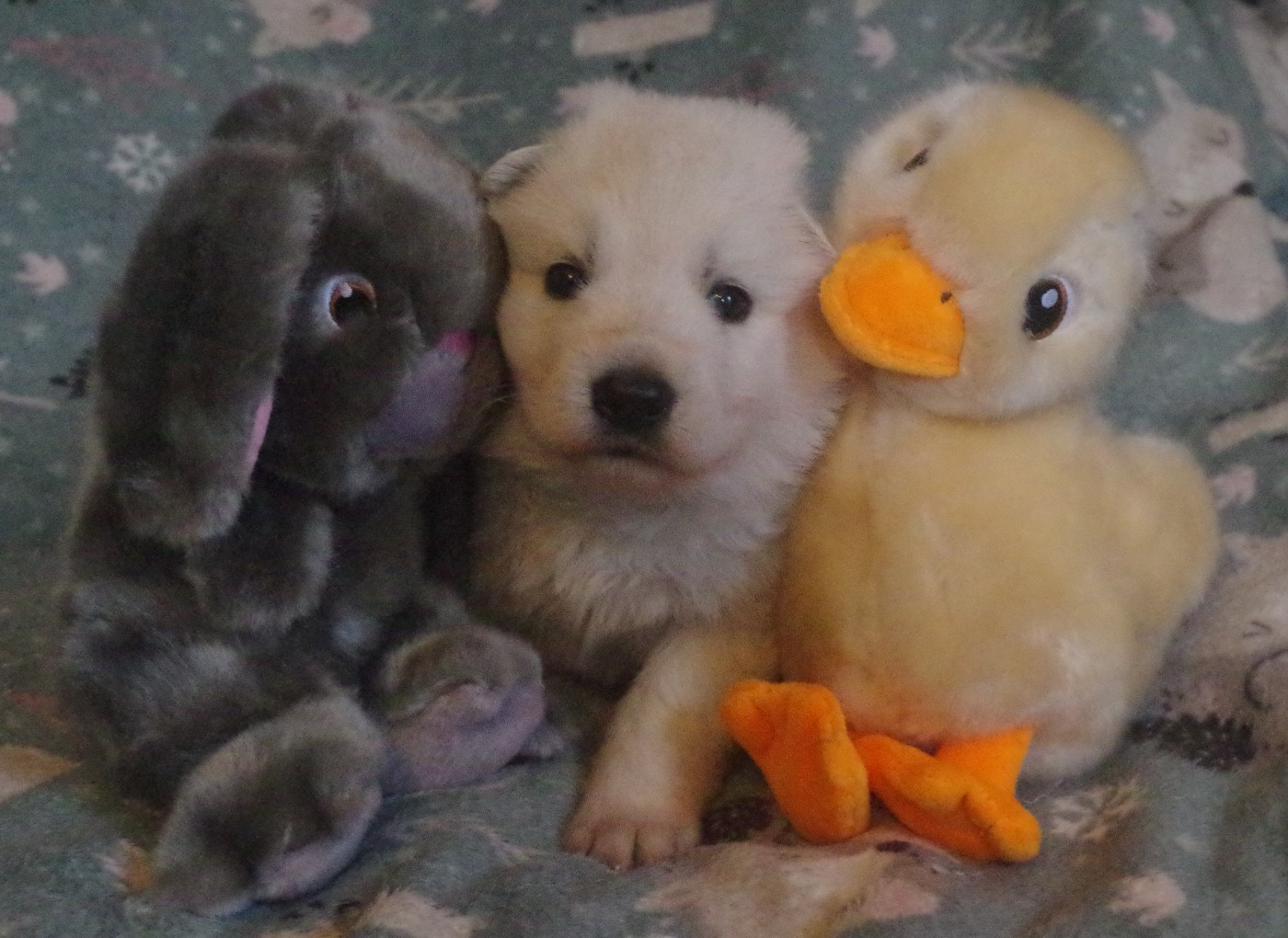 des fantômes de la nuit - Berger Blanc Suisse - Portée née le 22/11/2025