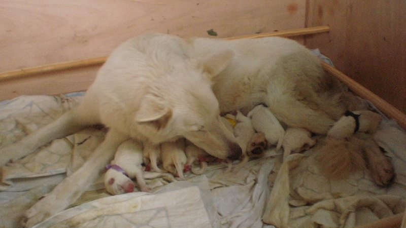 Chiot Berger Blanc Suisse des fantômes de la nuit