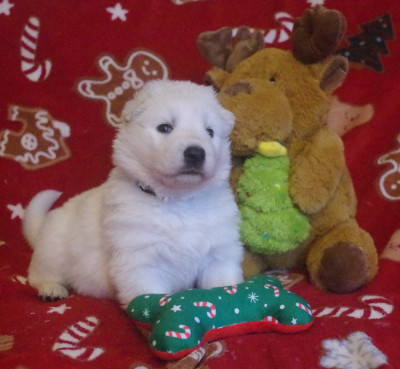 A.... des fantômes de la nuit (collier noir)