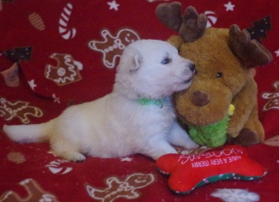 A....... des fantômes de la nuit (collier vert)