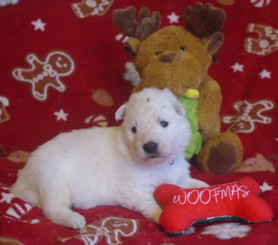 A..... des fantômes de la nuit (collier violet)