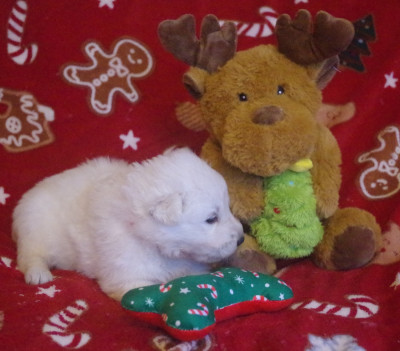 A.... des fantômes de la nuit (collier orange)