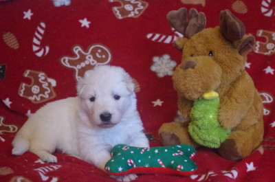 A...... des fantômes de la nuit (collier jaune)